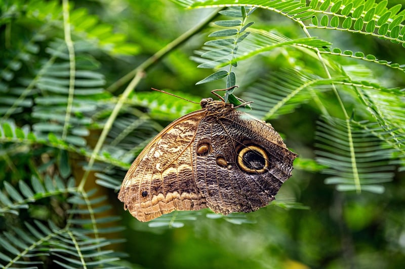 Butterfly Law